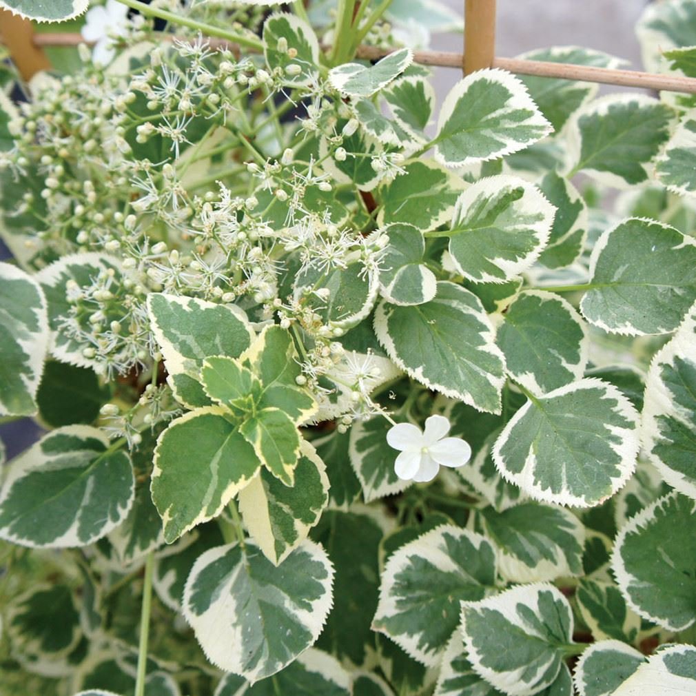 Hydrangea anomala subsp. petiolaris 'Silver lining'